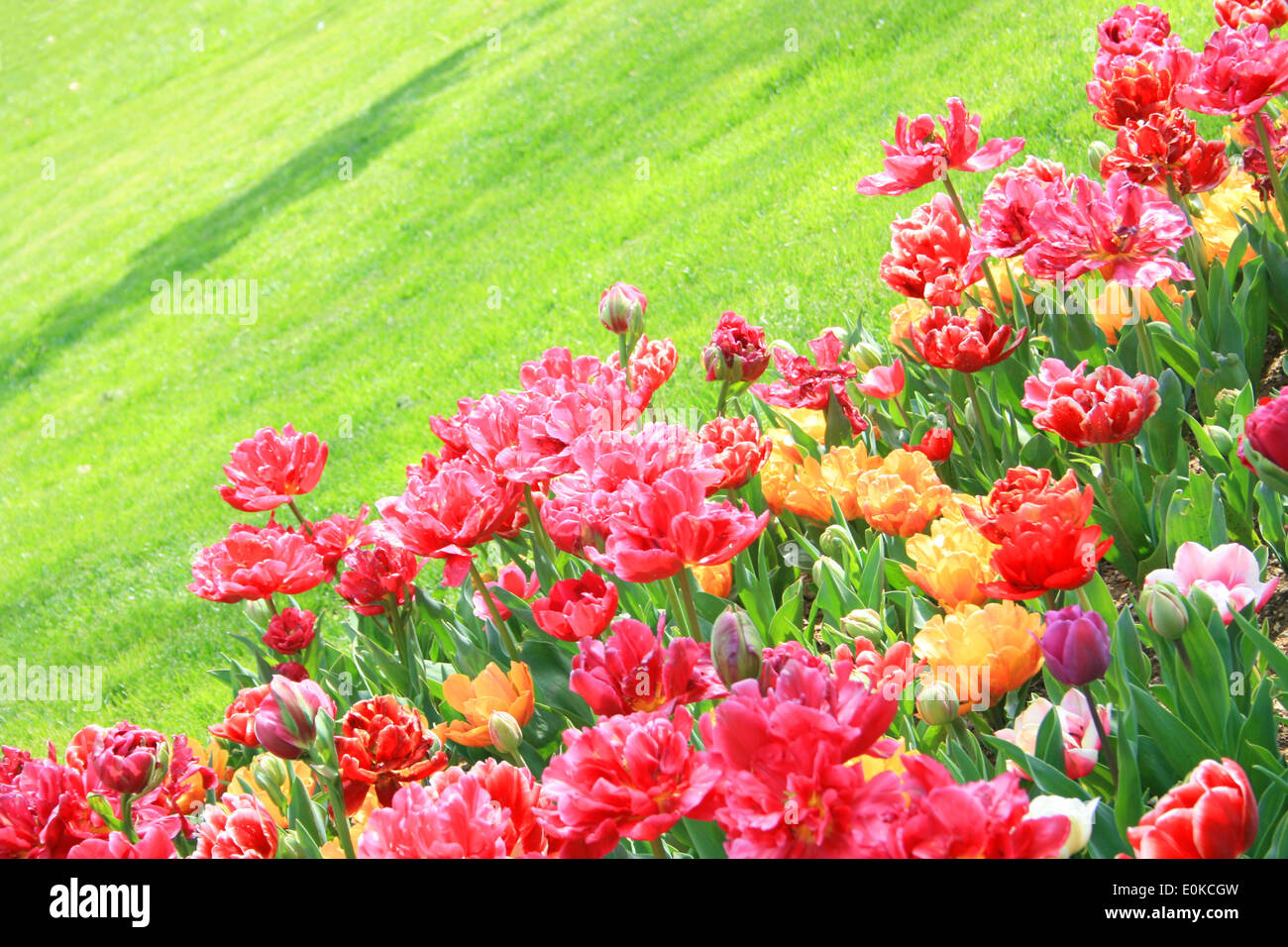Colorful tulips against green meadow Stock Photo - Alamy