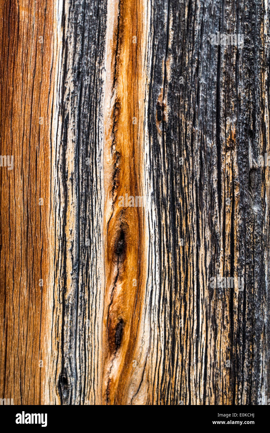 Close up detail of the grain in the trunk of a Pinus ponderosa, ponderosa pine, bull pine, blackjack pine, western yellow pine Stock Photo