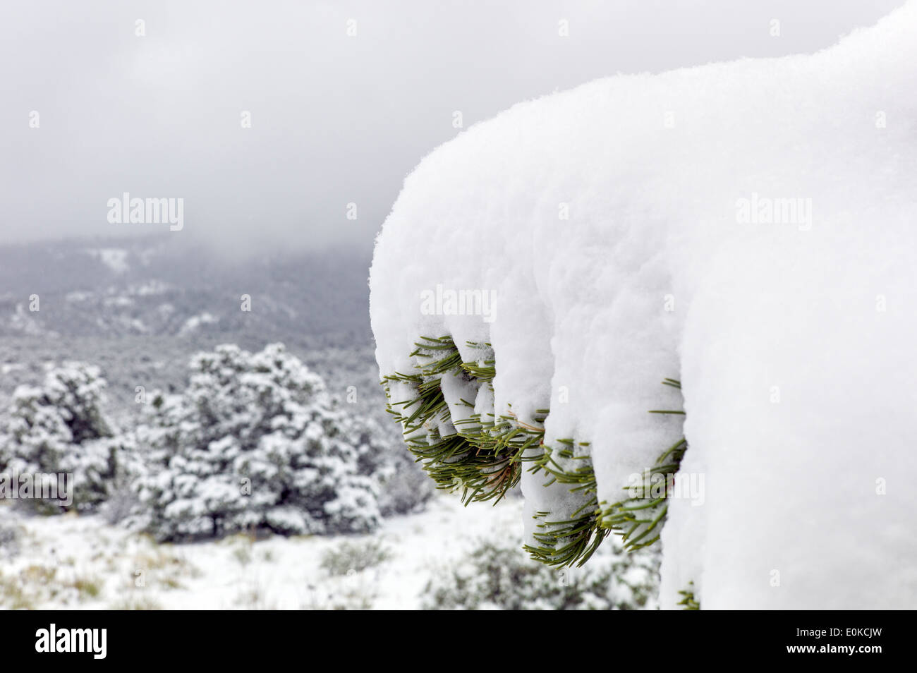 Pinon Pine branches heavy with springtime snow in the Rocky Mountains near Salida, Colorado, USA Stock Photo