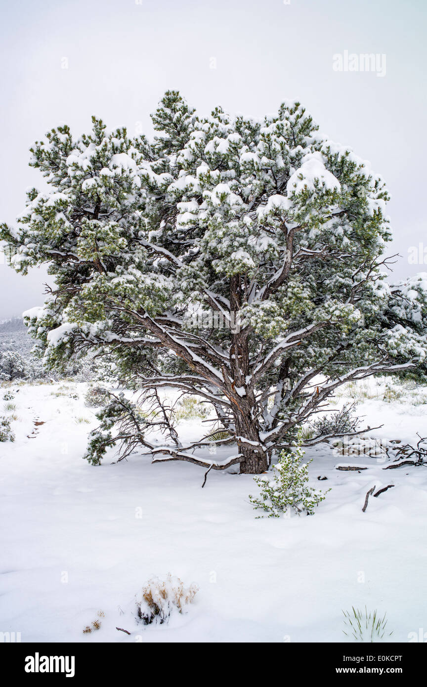 Pinon Pine in springtime snow in the Rocky Mountains near Salida, Colorado, USA Stock Photo