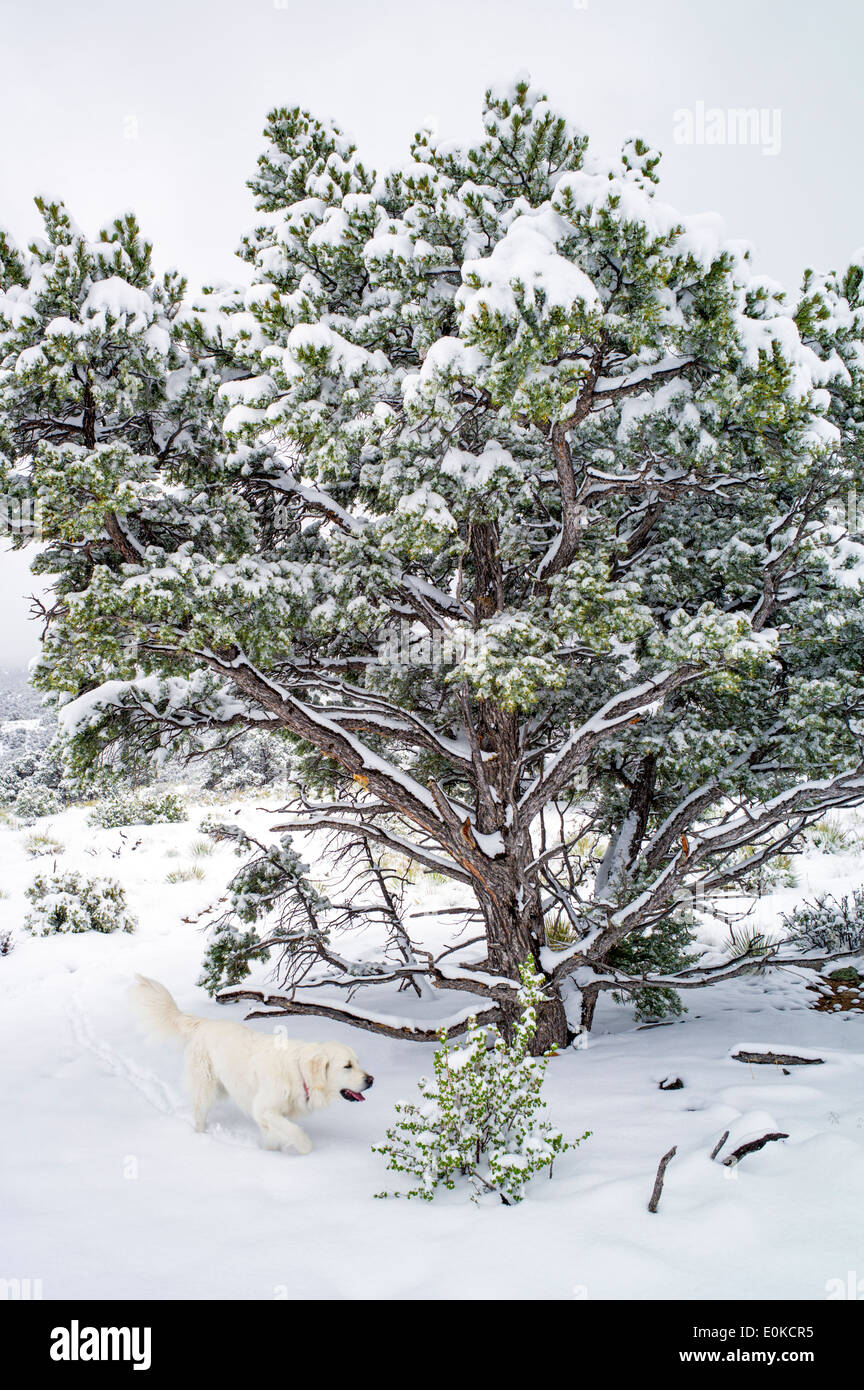 Platinum color Golden Retriever dog, Pinon Pine, in springtime snow in the Rocky Mountains near Salida, Colorado, USA Stock Photo