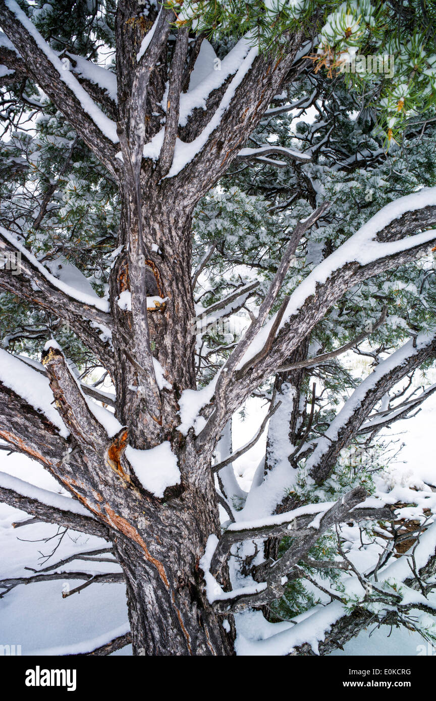 Pinon Pine in springtime snow in the Rocky Mountains near Salida, Colorado, USA Stock Photo