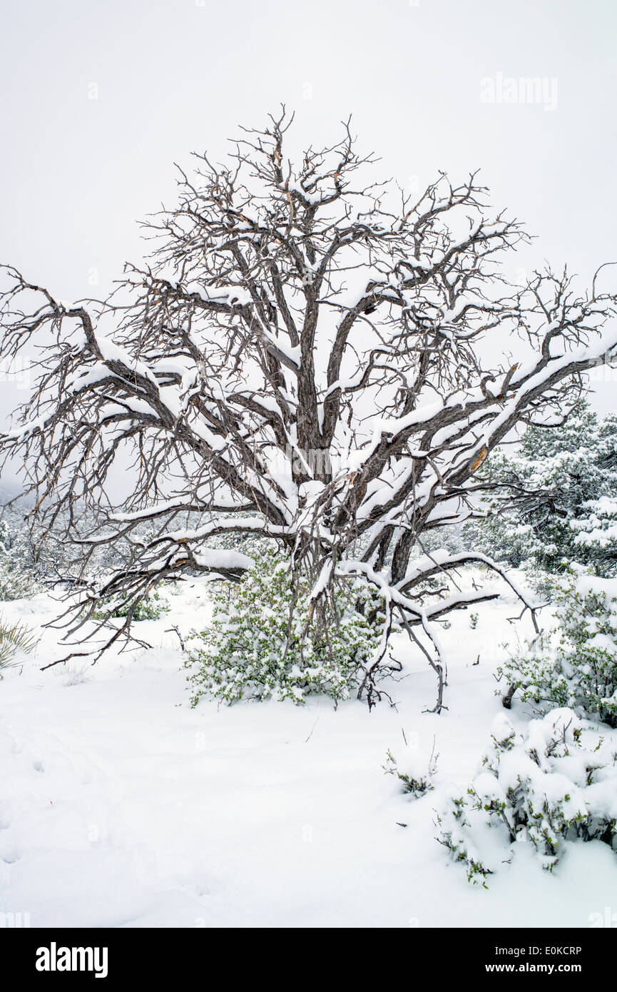 Dead Pinon Pine in springtime snow in the Rocky Mountains near Salida, Colorado, USA Stock Photo