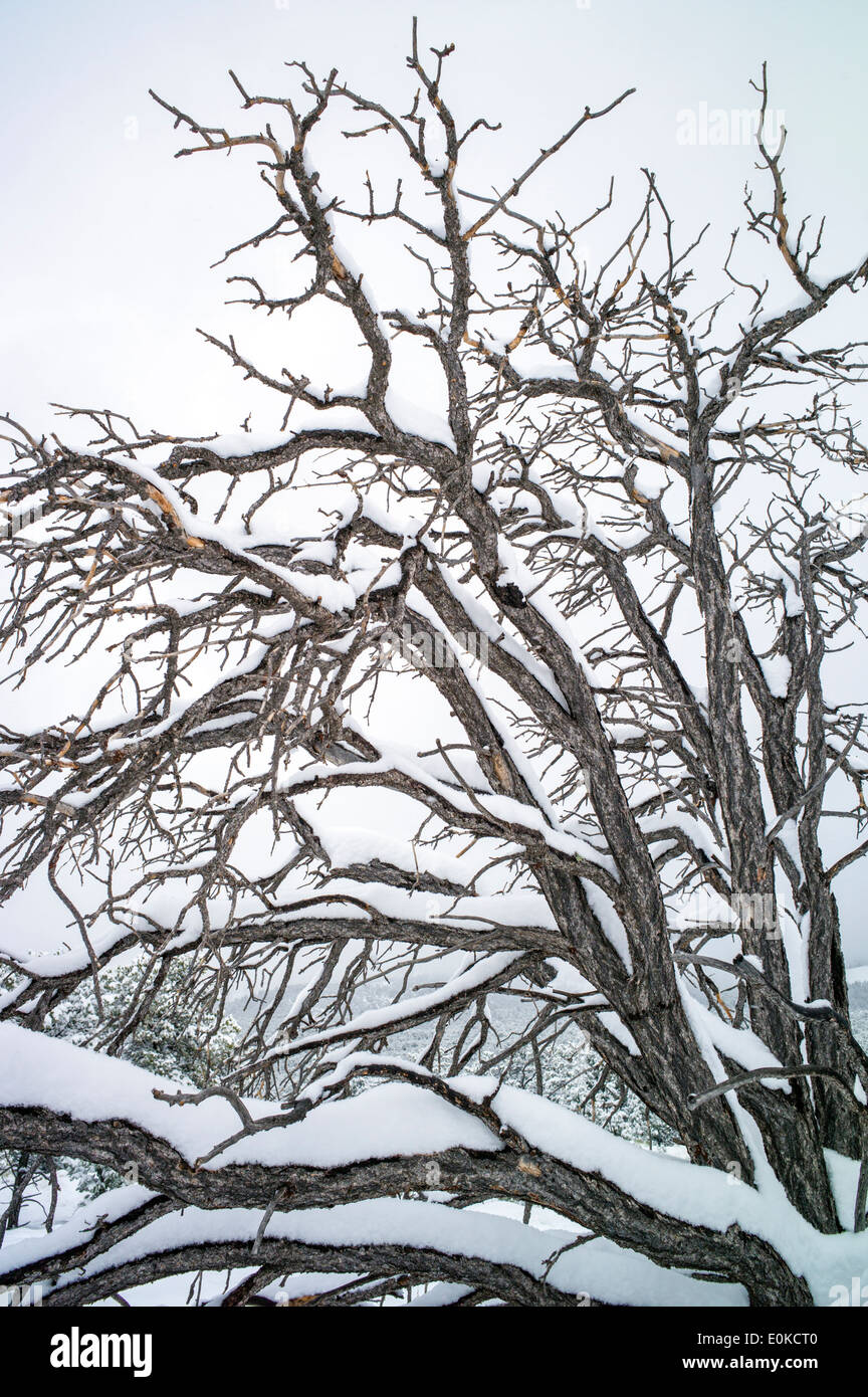 Dead Pinon Pine in springtime snow in the Rocky Mountains near Salida, Colorado, USA Stock Photo