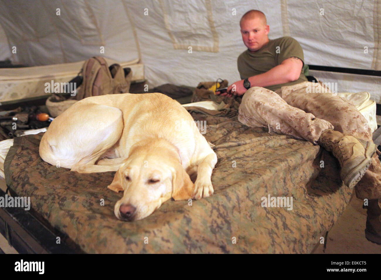 Lance Cpl. Cody Whitis, a Marine Corps dog handler, and an Arlington, Texas, native, and his military working dog, Gracie, catc he division is to partner with the Afghan National Security Forces and the Government of the Islamic Republic of Afghanistan to conduct counterinsurgency operations to secure the Afghan people, defeat insurgent forces, and enable ANSF assumption of security responsibilities within its area of operations in order to support the expansion of stability, development and legitimate governance. Stock Photo