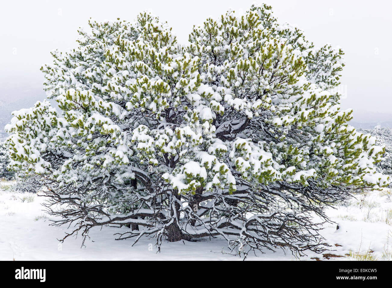 Pinon Pine in springtime snow in the Rocky Mountains near Salida, Colorado, USA Stock Photo