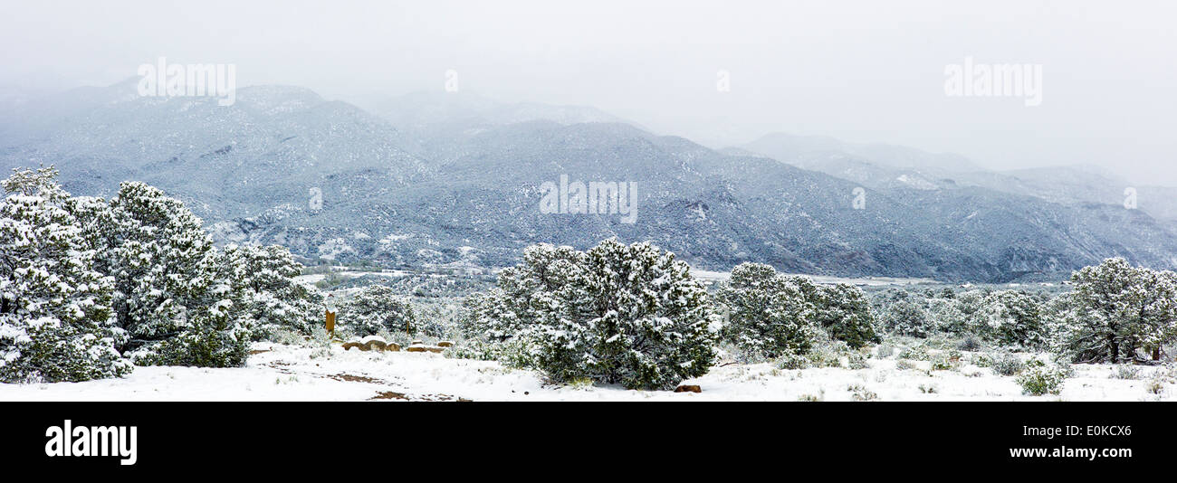 Panorama view of Pinon Pine in springtime snow in the Rocky Mountains near Salida, Colorado, USA Stock Photo
