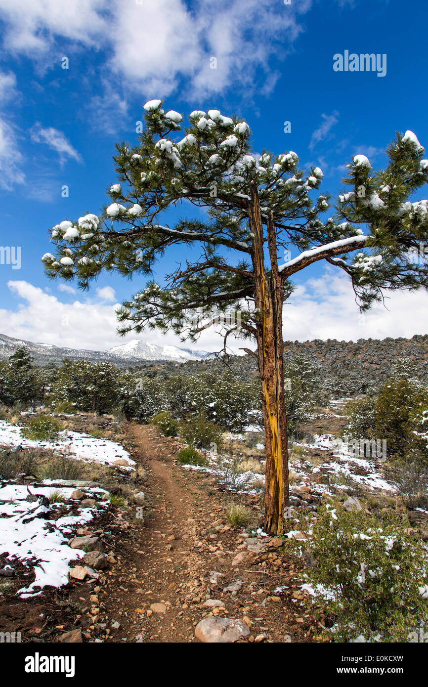 Pinus ponderosa, ponderosa pine, bull pine, blackjack pine, western yellow pine, with Rocky Mountains beyond, Central Colorado Stock Photo