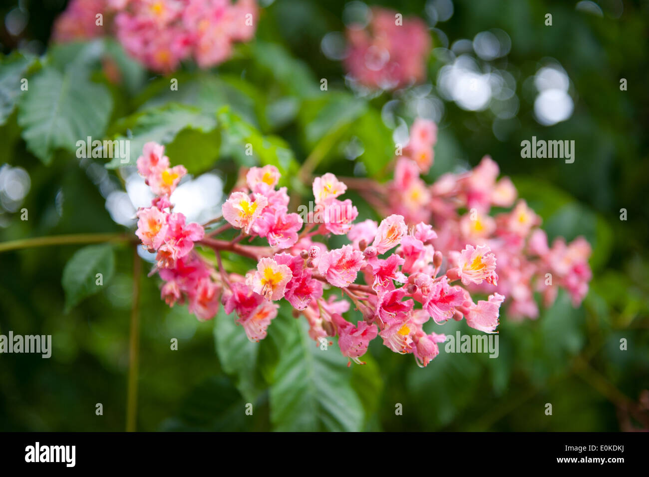 Kasztanowiec Stock Photos Kasztanowiec Stock Images Alamy