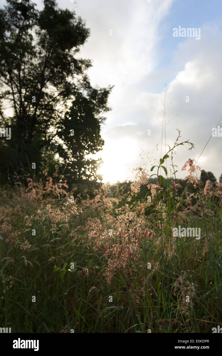 Field of wild flower hi-res stock photography and images - Alamy