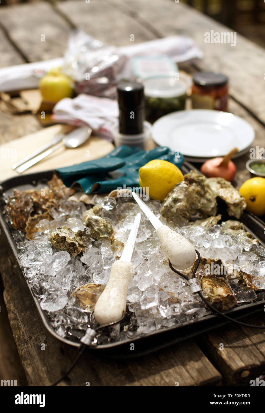 Two shucking knives and a few unopened oysters sit atop a pile of ice at Hog Island Oyster Company in Marshall, California. Stock Photo