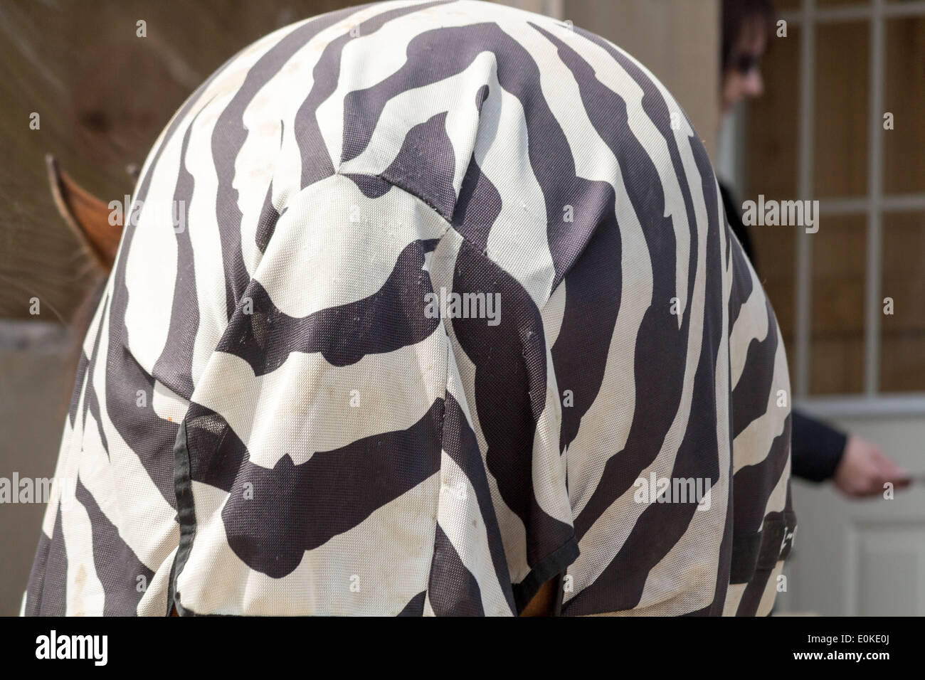 Rear view of horse wearing zebra striped mesh fly sheet blanket Stock