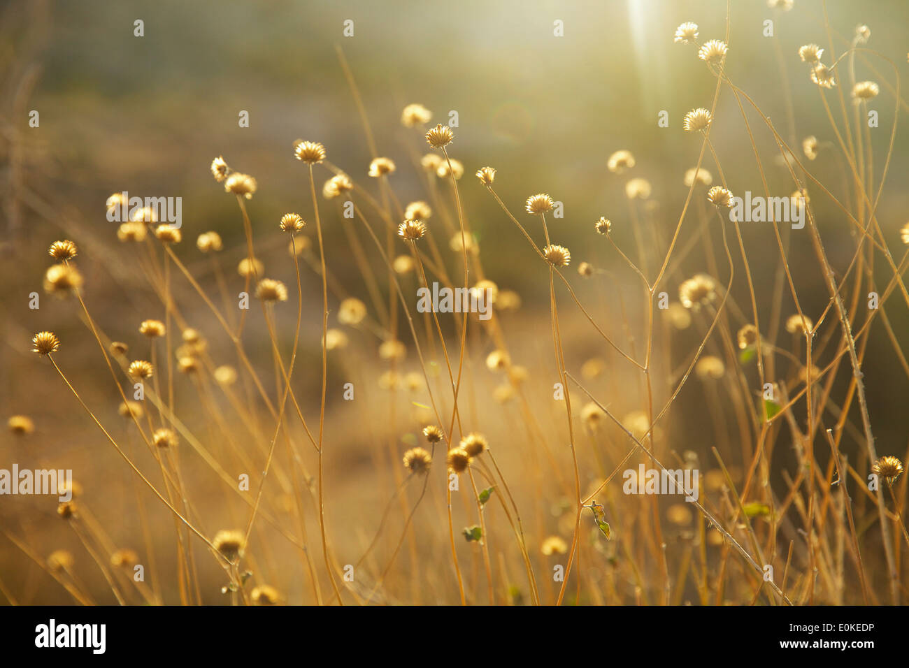 Dried flowers are back lit with golden light in Joshua Tree National Park in Southern California. Stock Photo