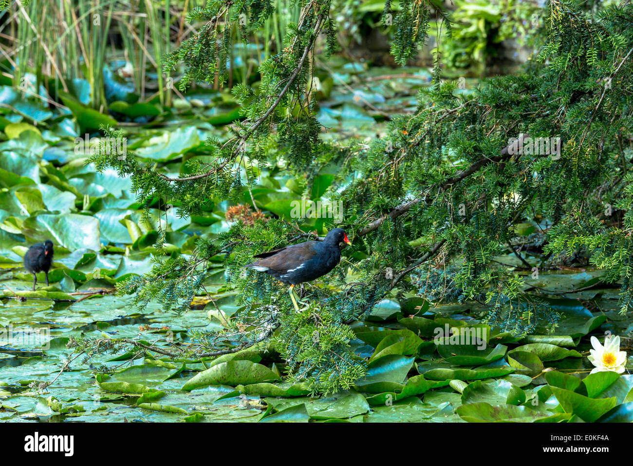 Common Moorhen, Gallinula, with chick (also known as Marsh Hens) on a pond in Oxfordshire Stock Photo