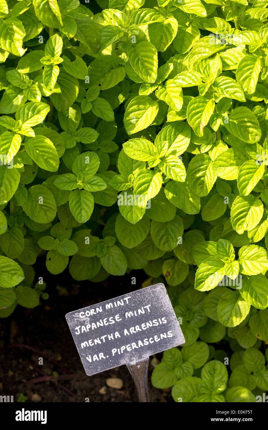 Corn Mint growing in the organic vegetable garden at Raymond Blanc's Le Manor Aux Quat' Saisons Hotel in Oxfordshire, UK Stock Photo