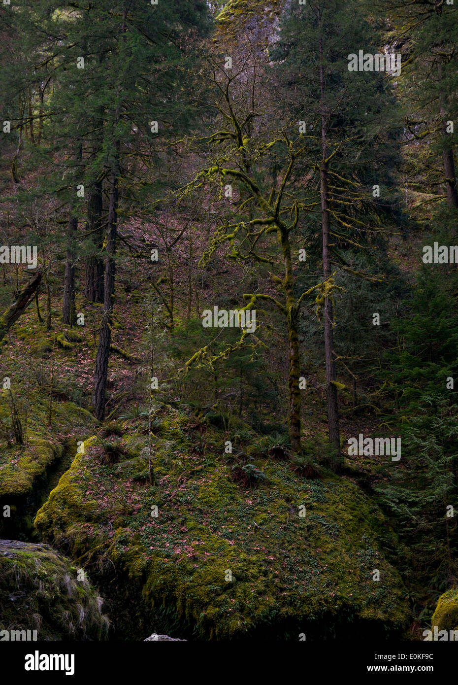 A moss covered tree grows on a hillside in the forest. Stock Photo