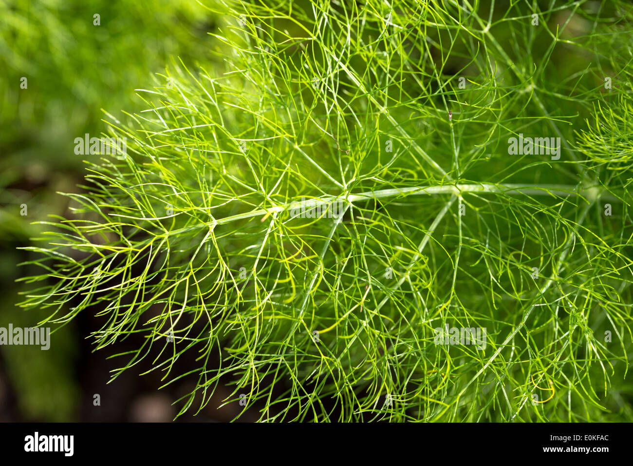 Fennel growing stock hires stock photography and images Alamy