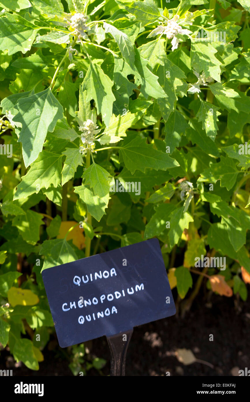 Quinoa, Chenopodium quinoa, in vegetable garden at Le Manior aux Quat Saisons hotel in Oxfordshire UK Stock Photo