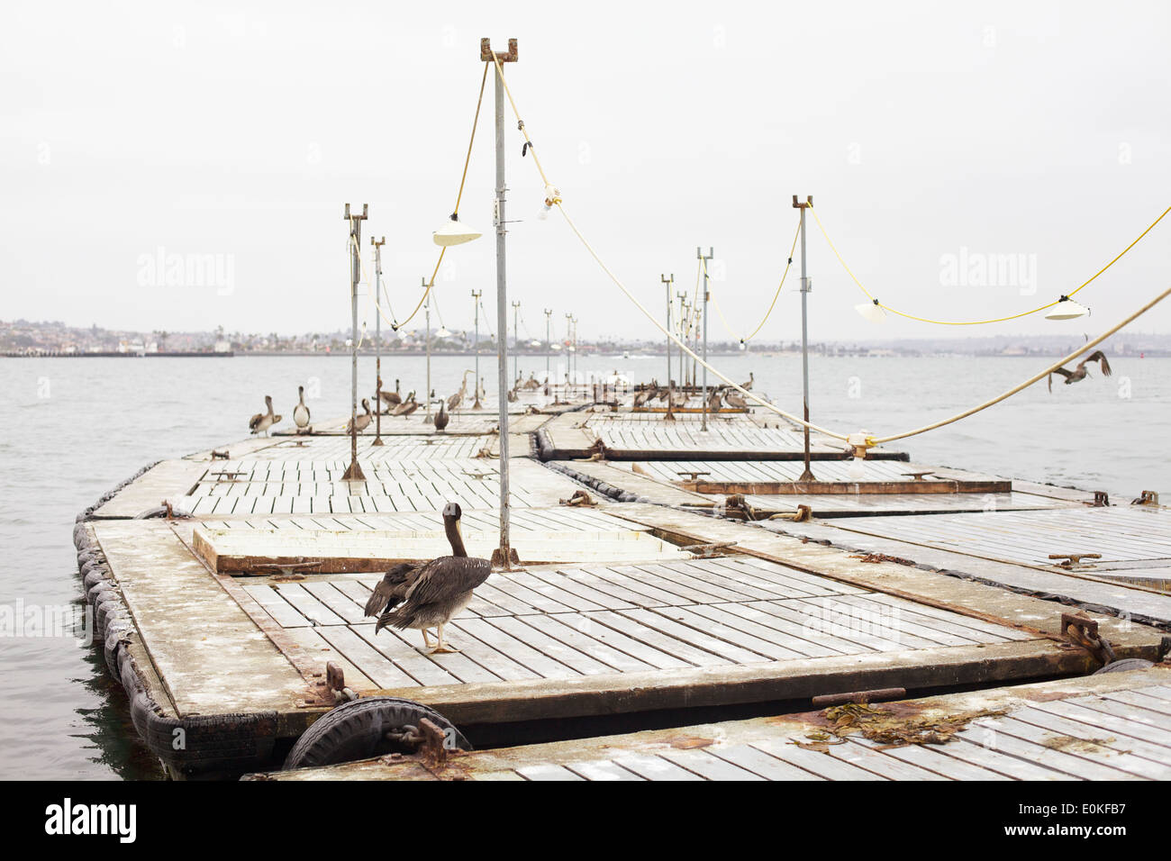 Pelicans rest on a wooden floating dock in San Diego, California Stock