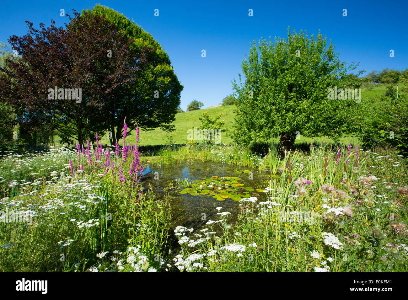 Wildlife pond, wildflowers, pond plants apple tree, maple, and Stock