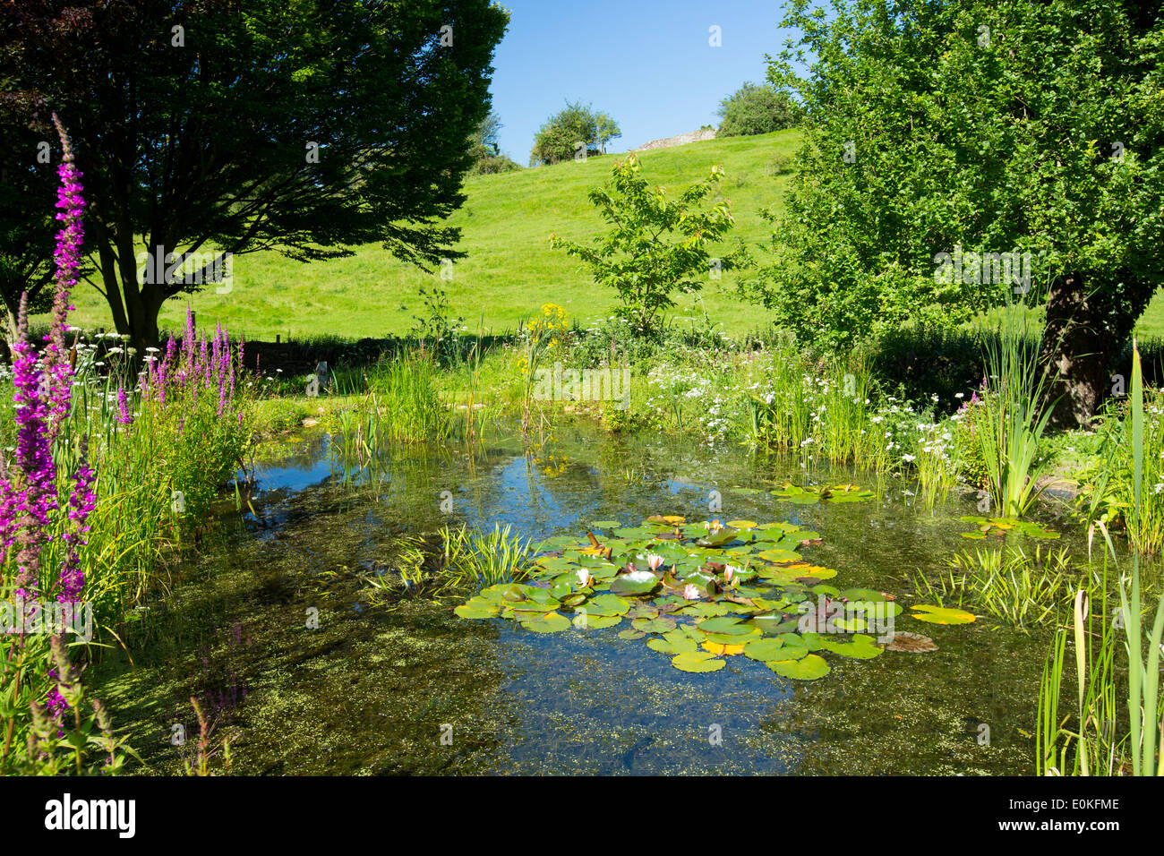 Wildlife pond, wildflowers, pond plants, apple tree and hornbeam tree in a country garden in The Cotswolds, Oxfordshire, UK Stock Photo