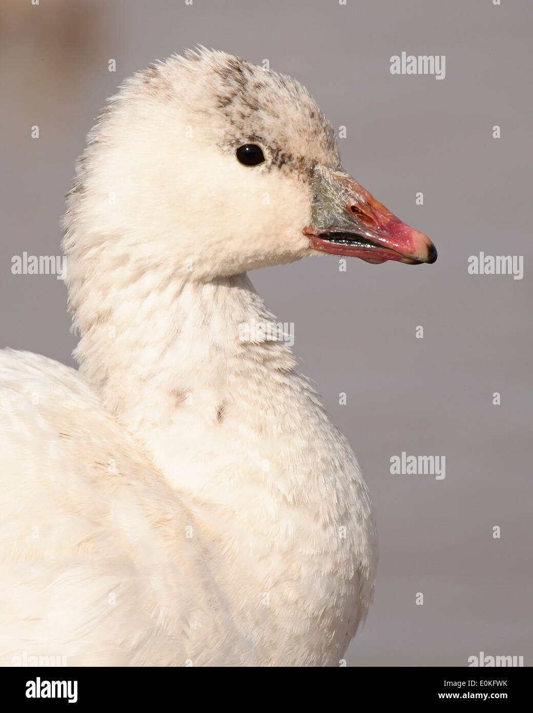 A portrait of a Ross's Goose with a colorful bill. Stock Photo