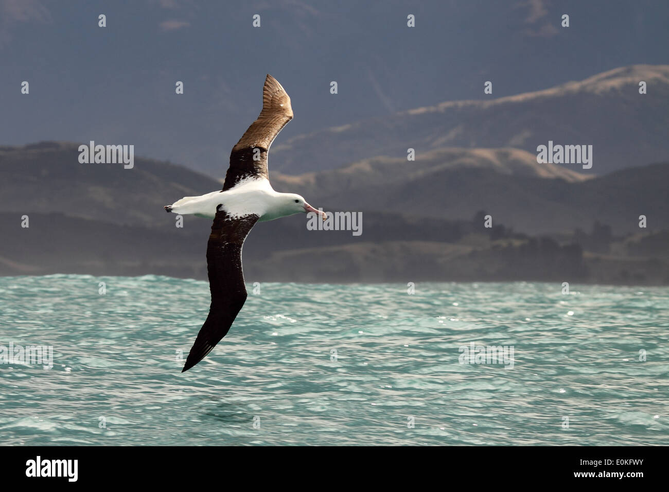 An Albatross in a hanging flight between ocean and mountains. Stock Photo