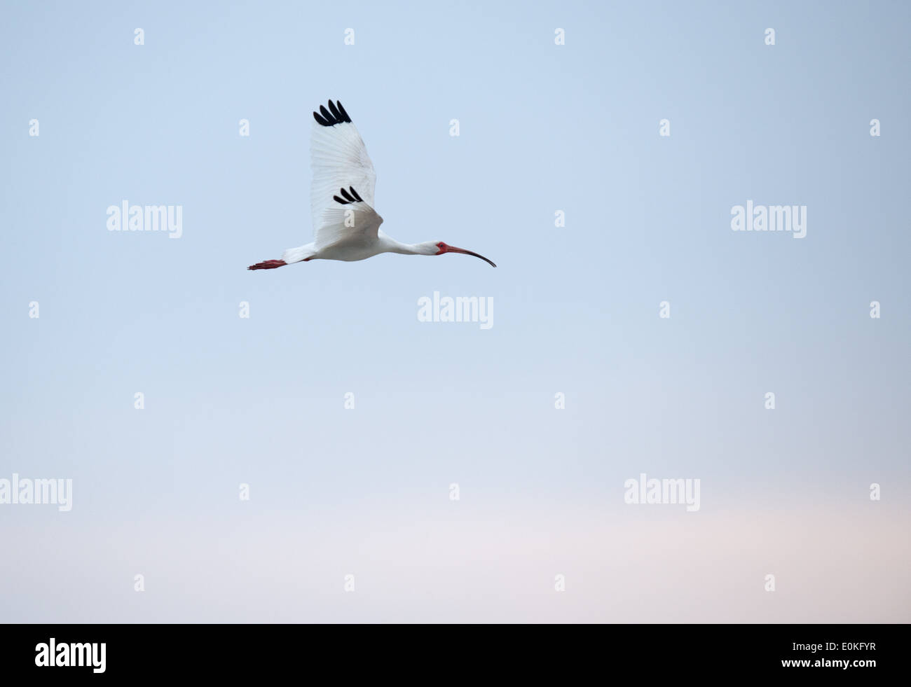 Birds at the Merritt Island National Wildlife Refuge near the Black