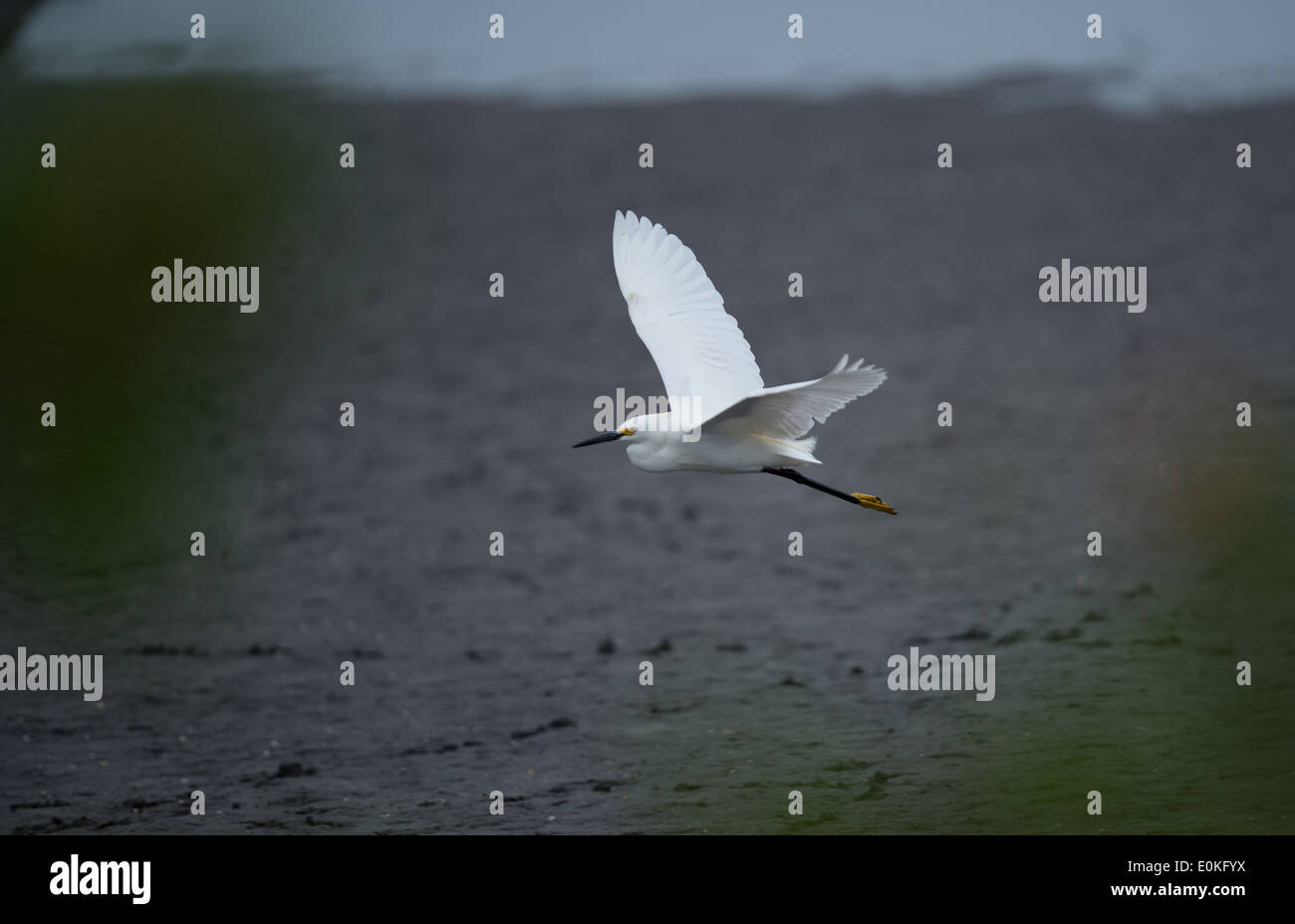 Birds at the Merritt Island National Wildlife Refuge near the Black