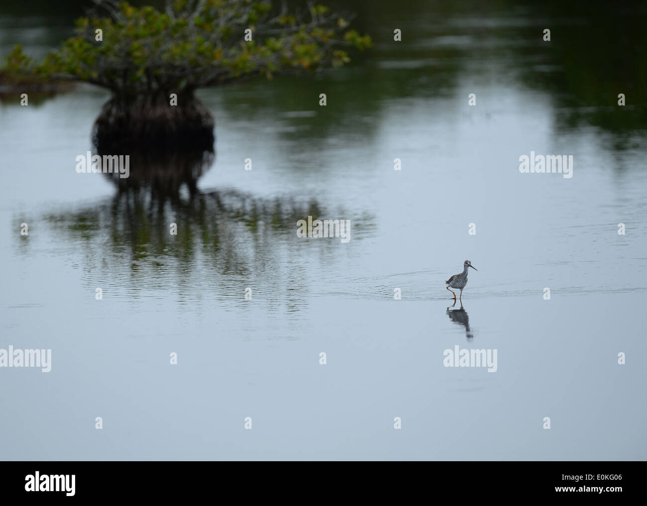 Birds at the Merritt Island National Wildlife Refuge near the Black