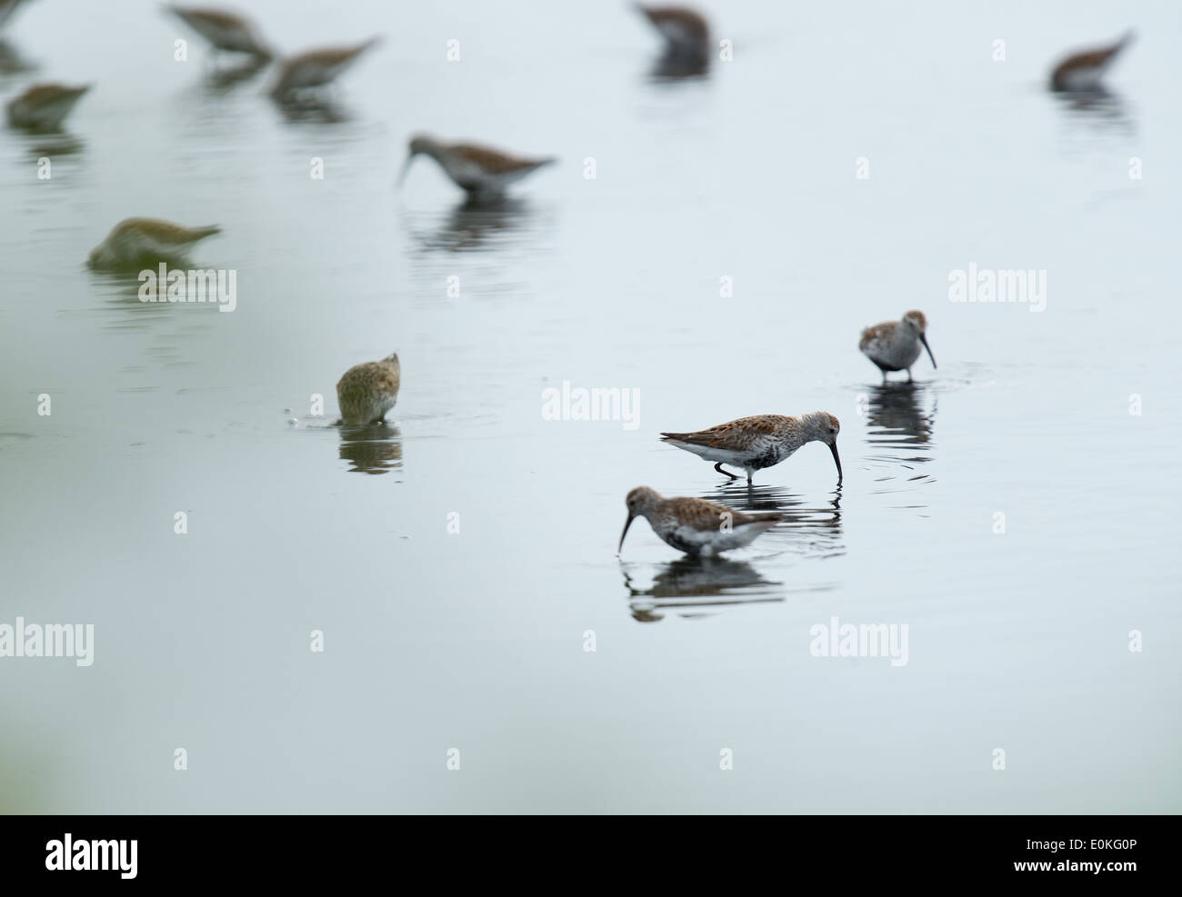 Birds at the Merritt Island National Wildlife Refuge near the Black