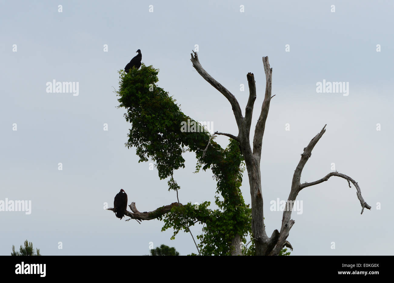 Birds at the Merritt Island National Wildlife Refuge near the Black