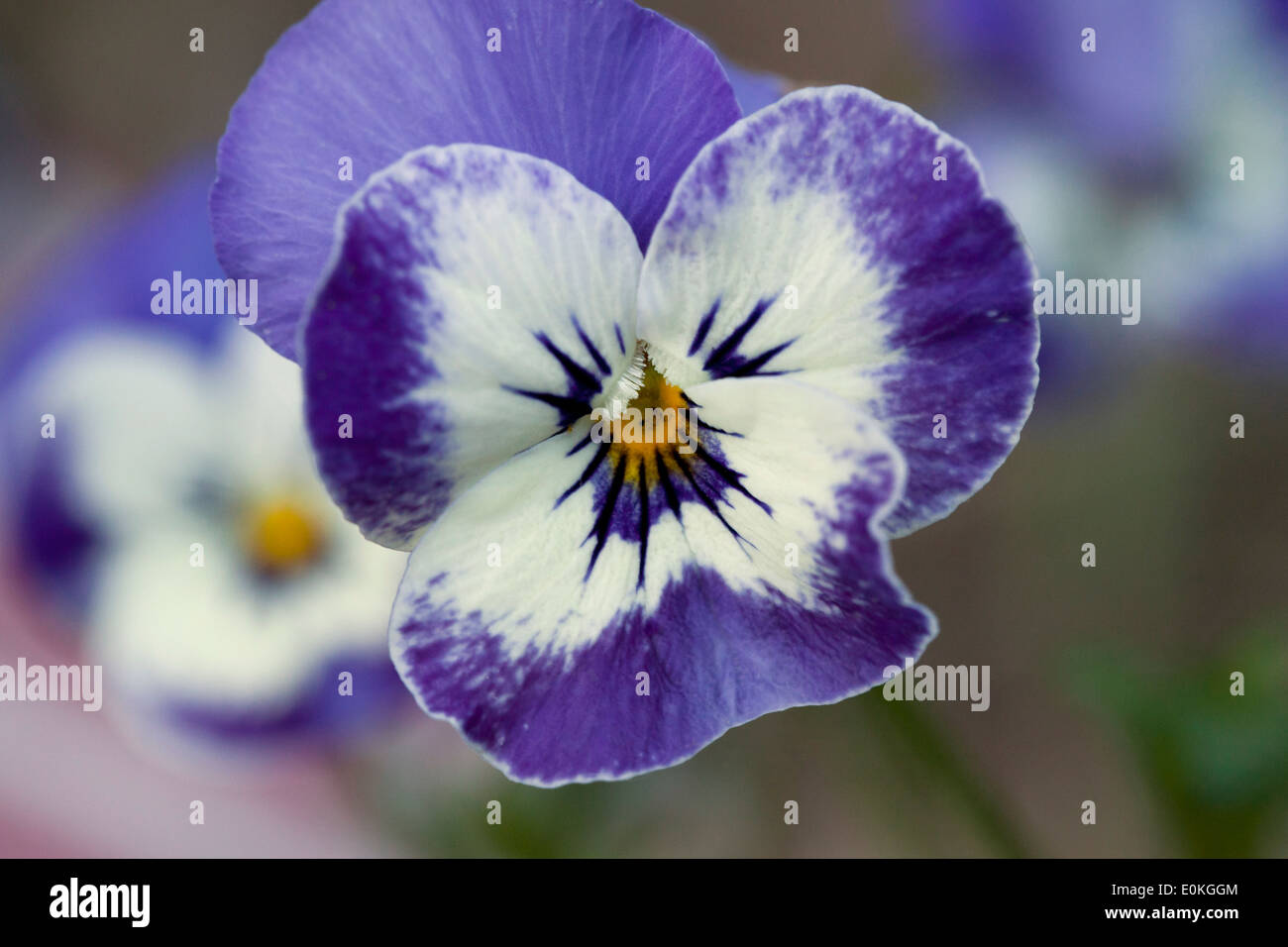 Deep Blue and White pansy flower closeup Stock Photo