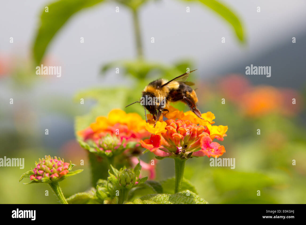 bumble bee collect honey on a flower Stock Photo Alamy