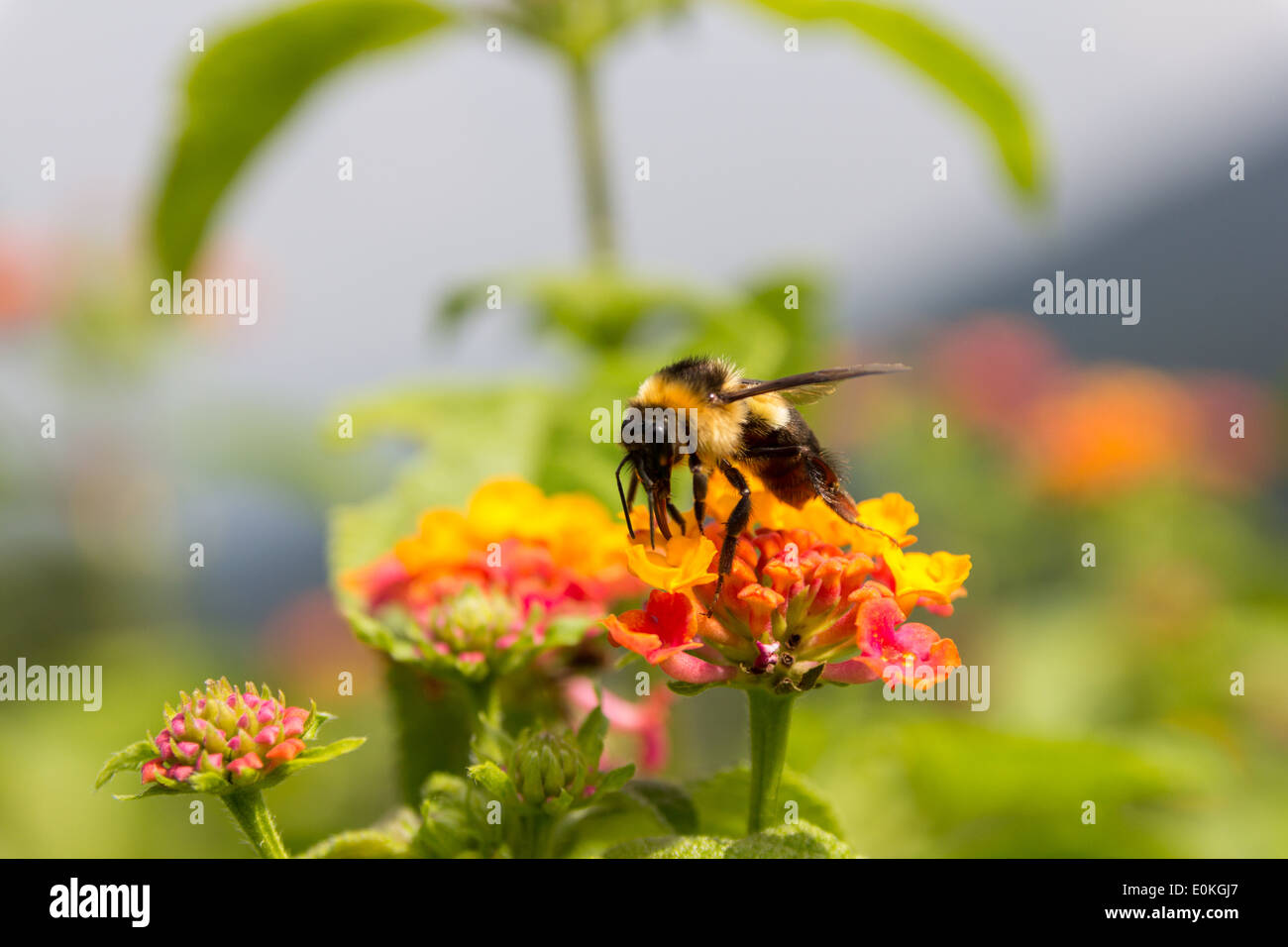 bumble bee collect honey on a flower Stock Photo - Alamy