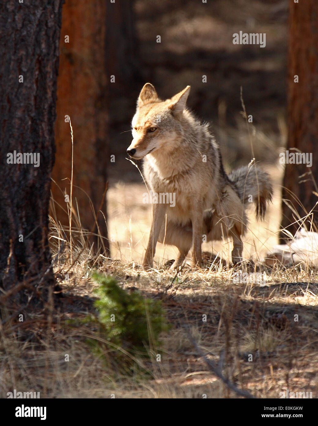 A Coyote marking its territory Stock Photo Alamy