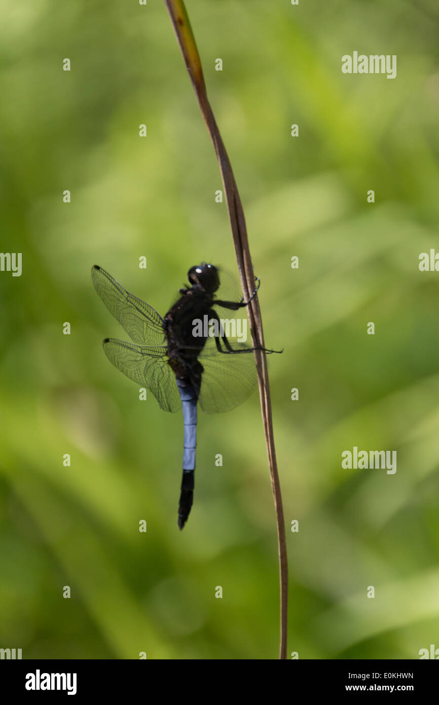 Large dragonfly Stock Photo
