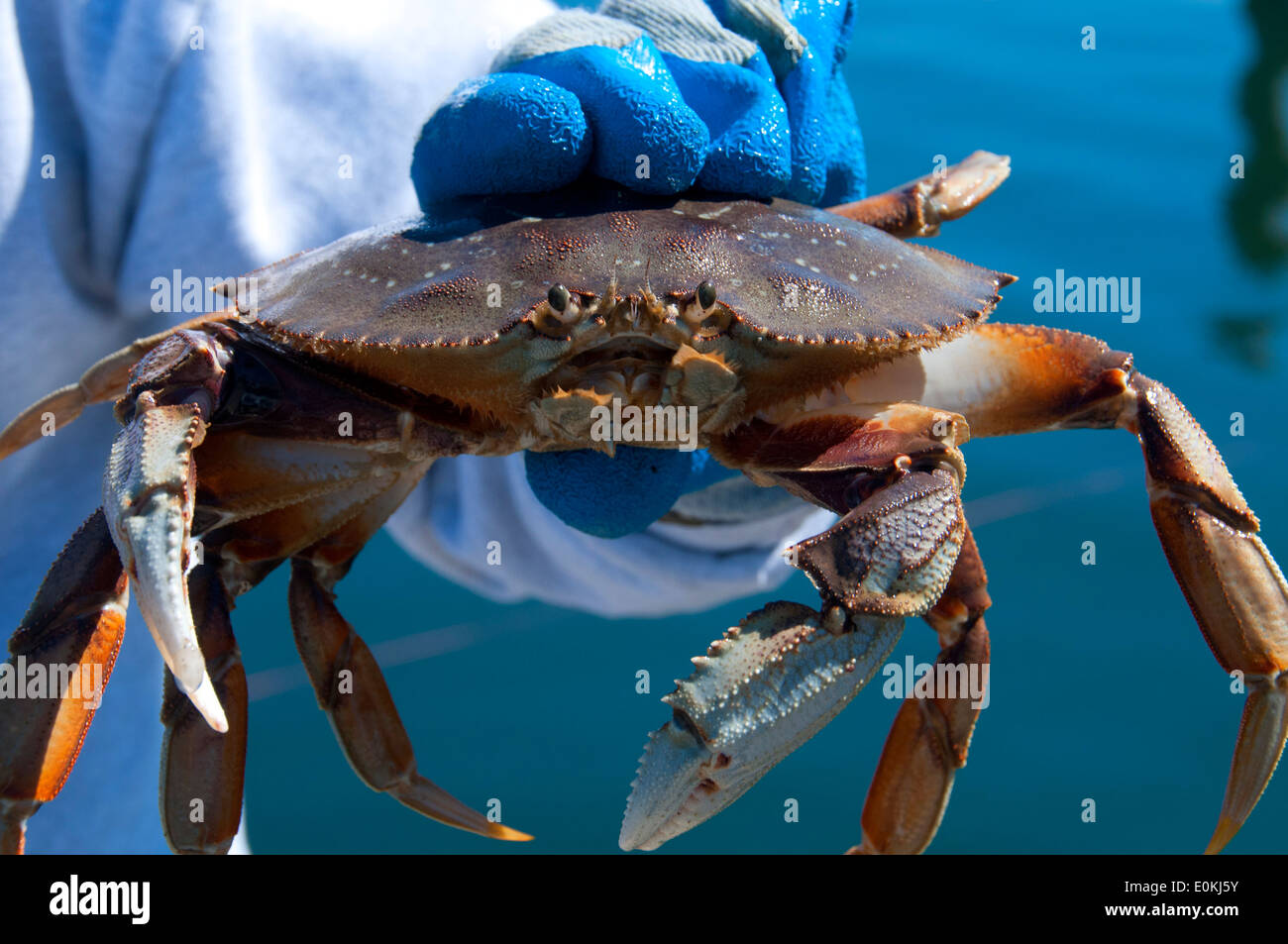 Crab, Charleston, Oregon Stock Photo Alamy