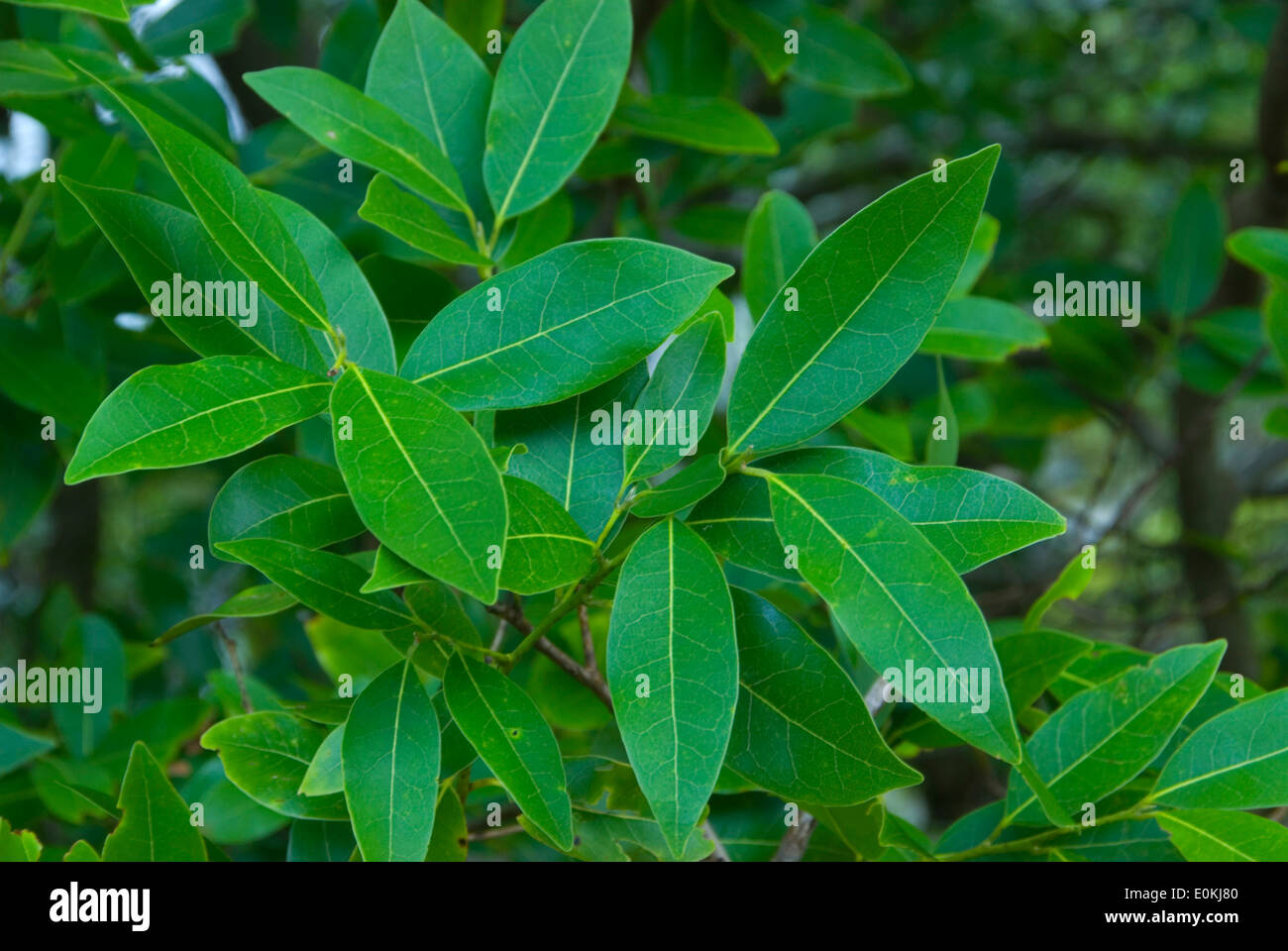 California laurel (myrtlewood) leaves, Elk Wild and Scenic River, Siskiyou National Forest, Oregon Stock Photo