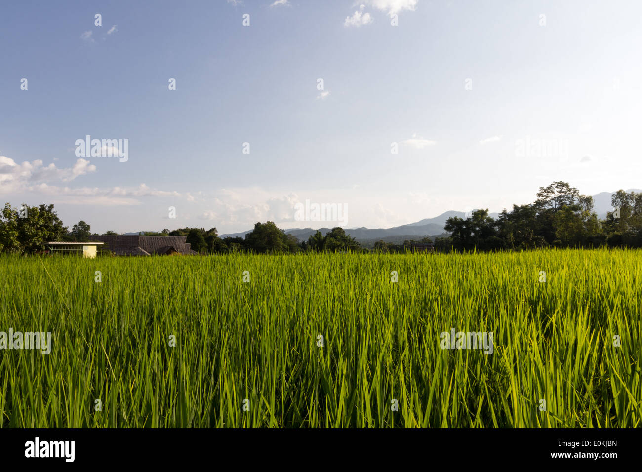 rice field and sky Stock Photo - Alamy