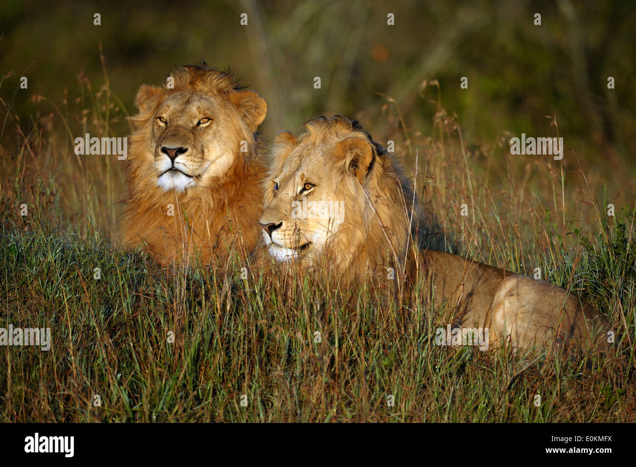 Male lion light hi-res stock photography and images - Alamy