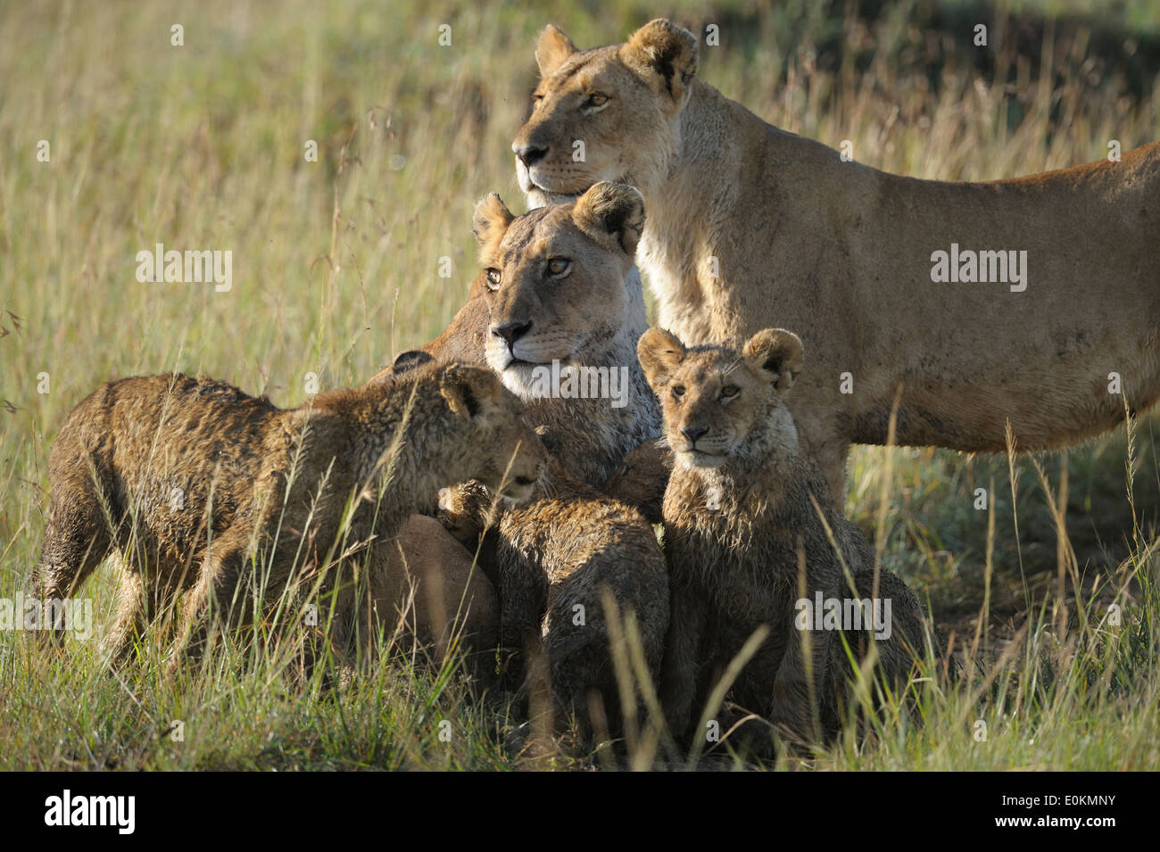 An afraid locking Lion pride with cubs, Masai Mara, Kenya Stock Photo