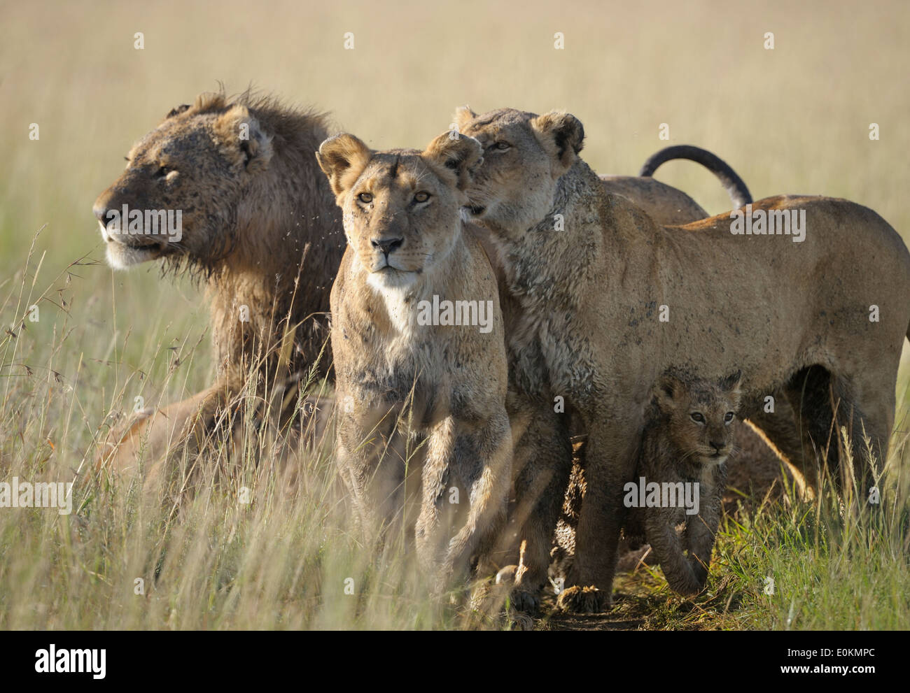 Lion pride hi-res stock photography and images - Alamy