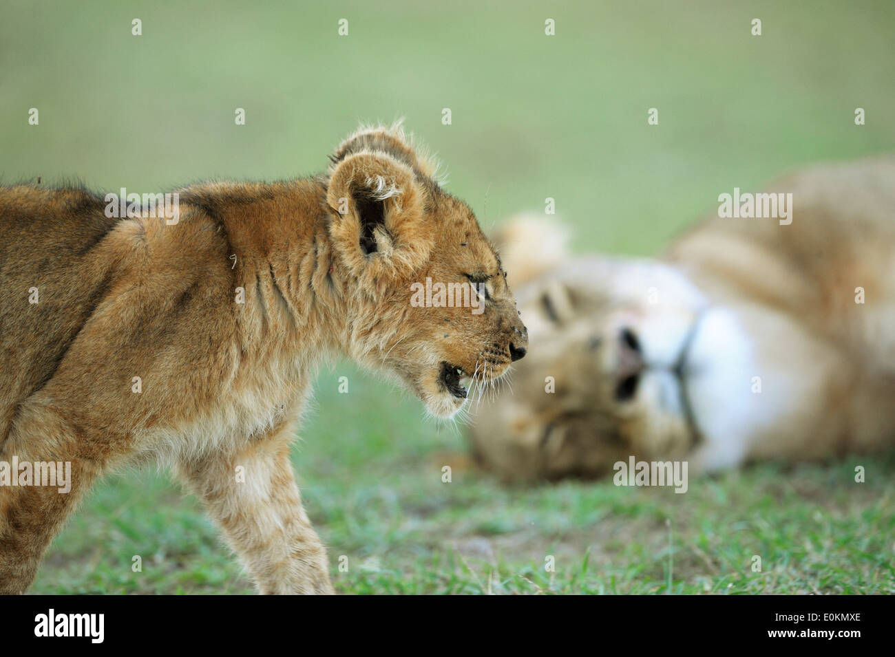 Lion cub in front of it's mother, Masai Mara, Kenya Stock Photo