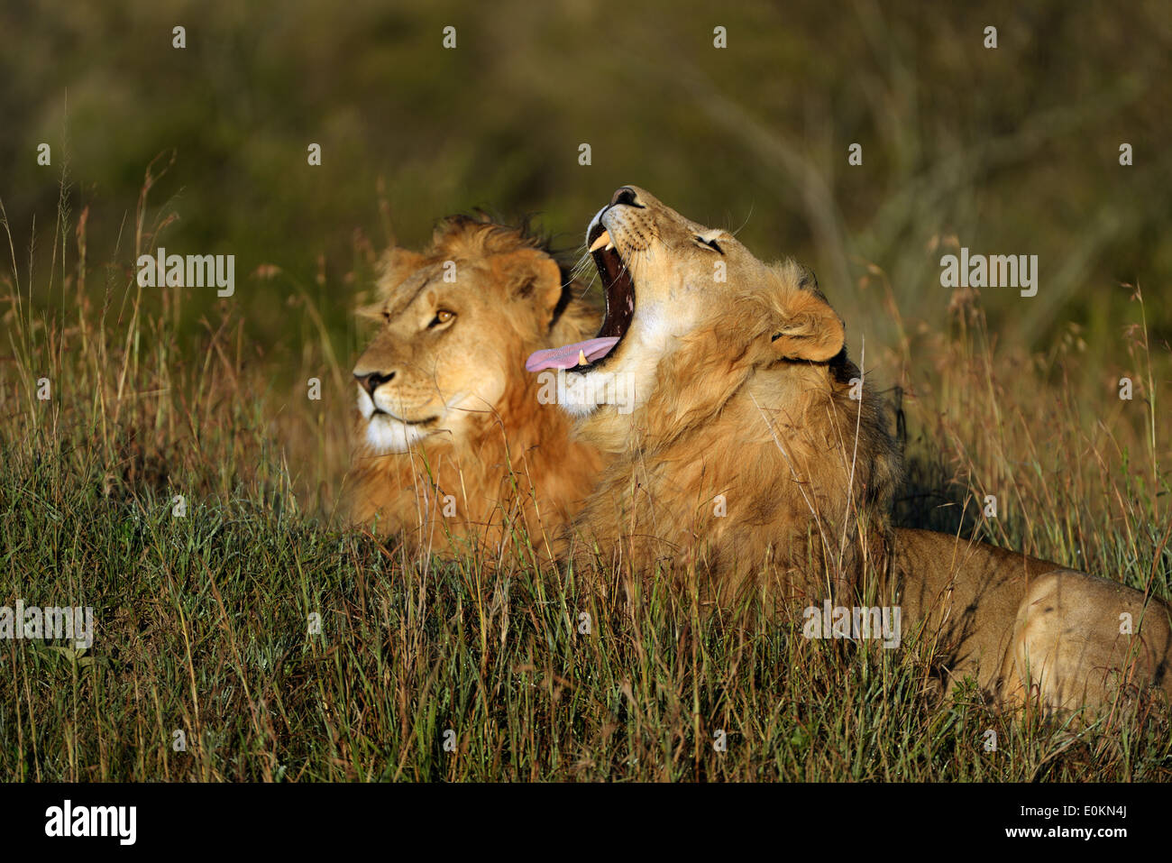 lion male yawning in the morning light, Masai Mara, Kenya Stock Photo