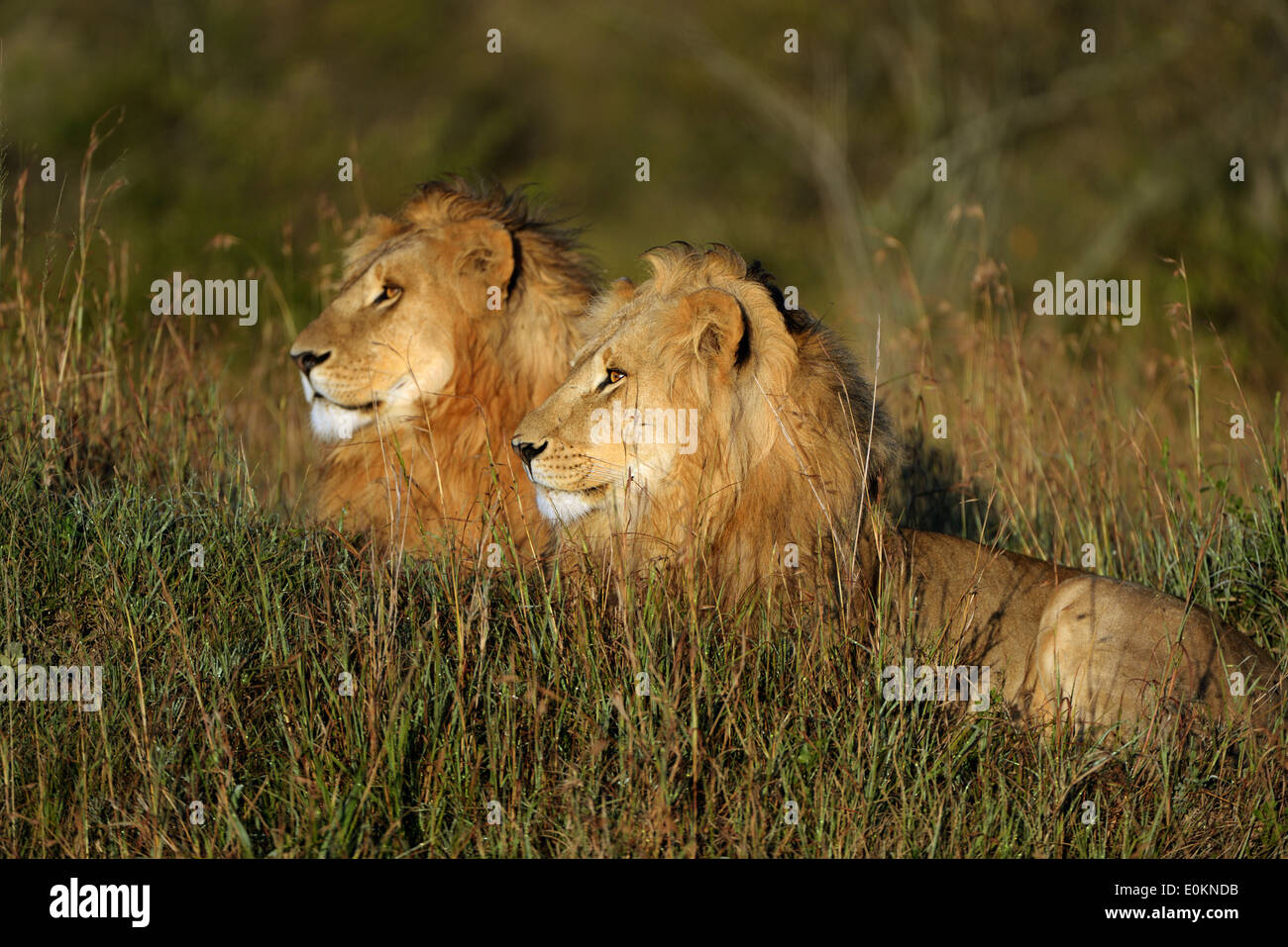 two lion males in the morning light, Masai Mara, Kenya Stock Photo
