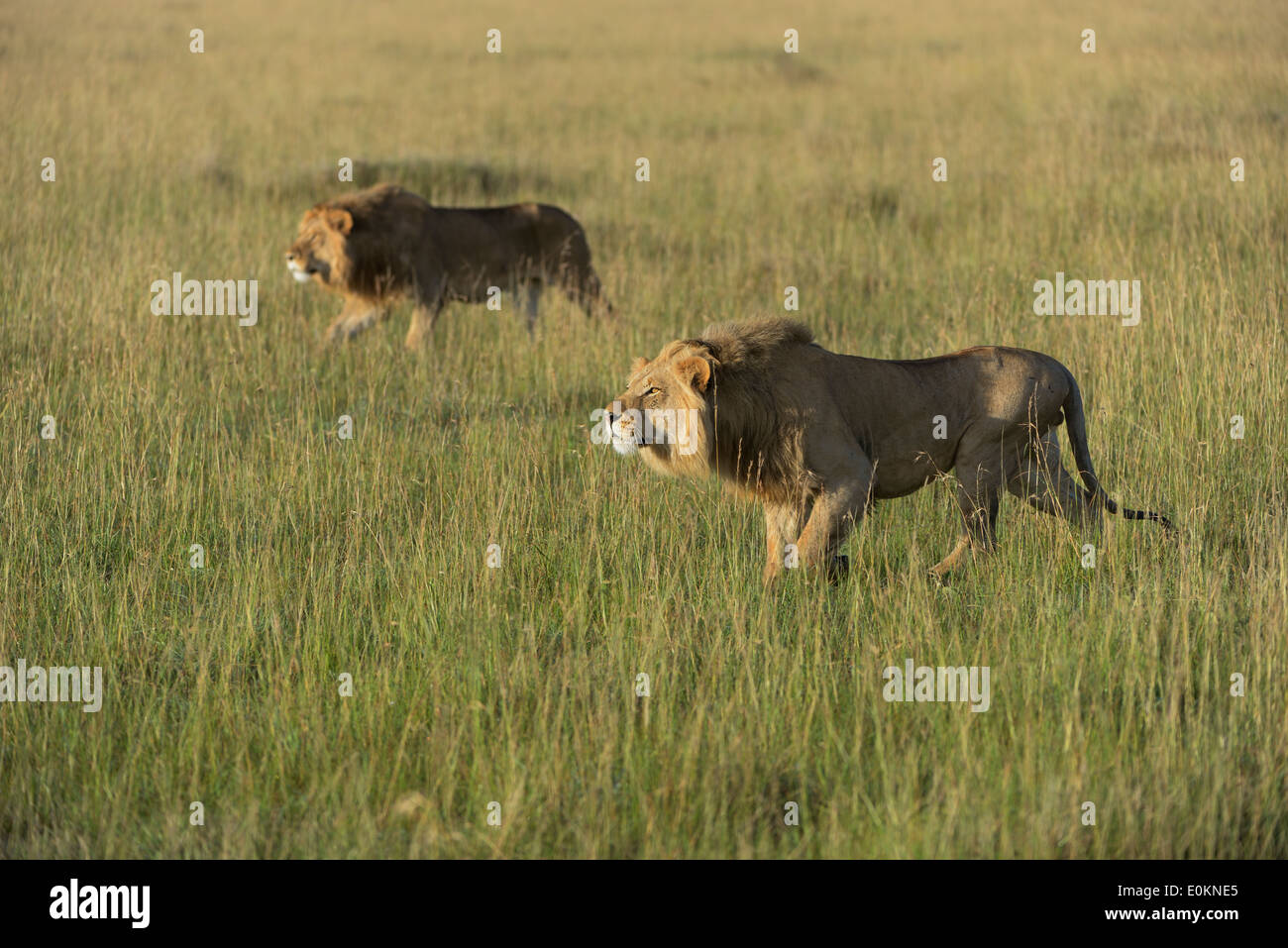 Two young lion males attacking a lion pride Stock Photo