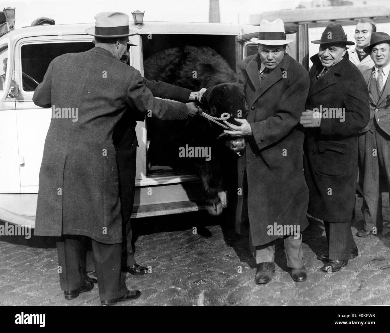 Boxer Jack Dempsey with a bull cow Stock Photo