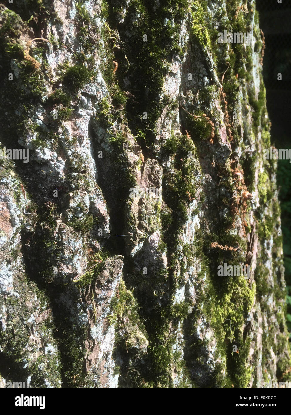 Detail Of Old Oak Tree Trunk Stock Photo