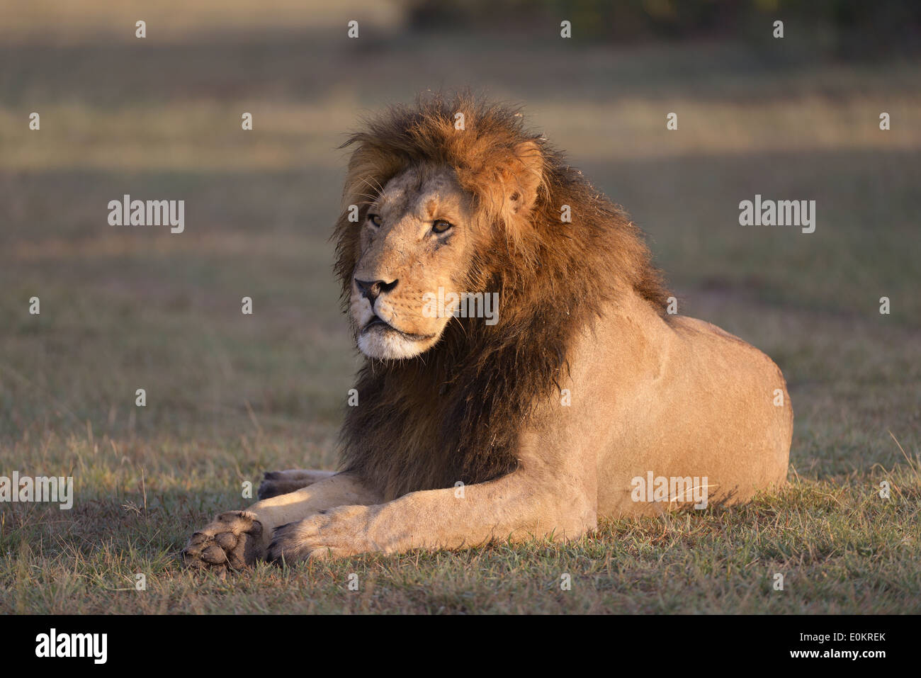 Male lion light hi-res stock photography and images - Alamy